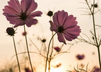 dosha vata pitta kapha