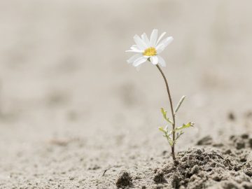 Découvrir l'Ayurveda : pour quoi, pour qui