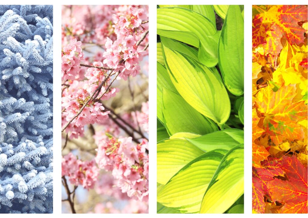 yoga ayurvedique saison