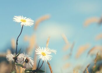 ayurveda été yoga