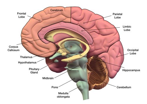 Cerveau