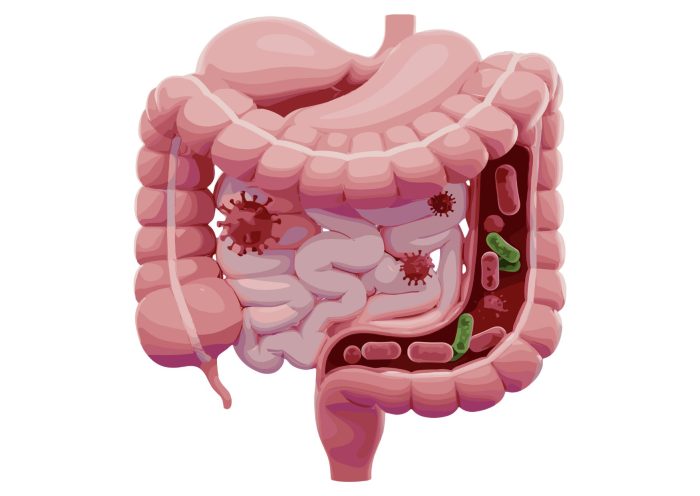 digestion