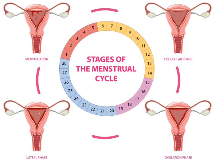 Stages of The Menstrual Cycle illustration